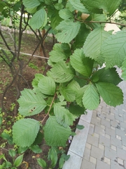 Prunus triloba