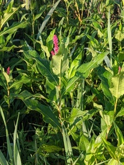 Persicaria amphibia