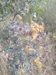 Dasiphora fruticosa