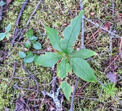 Lysimachia borealis
