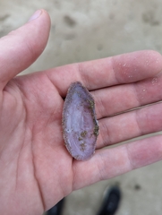 Tellinoidea