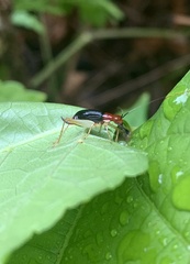 Phyllopalpus pulchellus