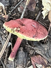 Baorangia bicolor