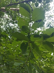 Prunus triloba