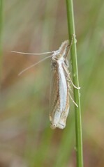 Crambus pascuella