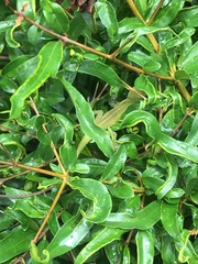 Anolis carolinensis