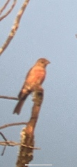 Piranga rubra