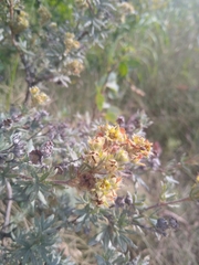 Dasiphora fruticosa