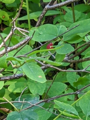 Lonicera utahensis