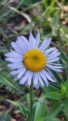 Erigeron