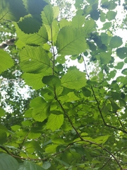 Prunus triloba