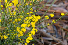 Acacia spinescens
