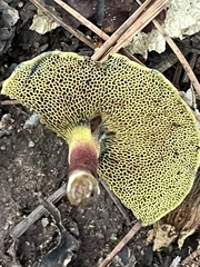 Baorangia bicolor