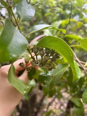 Metrosideros polymorpha