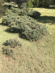 Quercus striatula