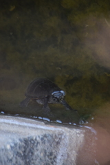 Sternotherus odoratus