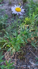 Erigeron