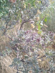 Dasiphora fruticosa