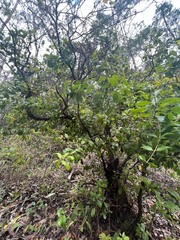 Metrosideros polymorpha