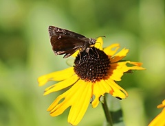 Erynnis