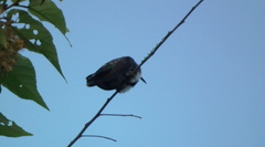 Anthracothorax nigricollis