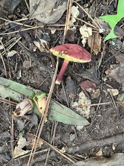 Baorangia bicolor