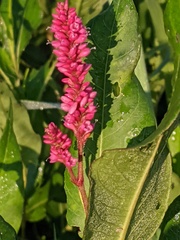 Persicaria amphibia