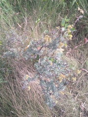 Dasiphora fruticosa