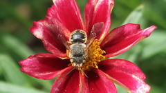 Anthidium oblongatum
