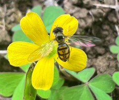 Toxomerus marginatus