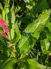 Persicaria amphibia