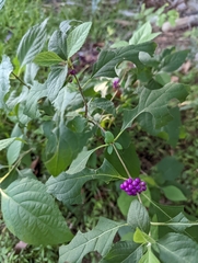 Callicarpa americana