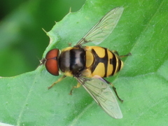 Eristalis transversa