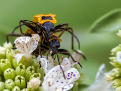 Chauliognathus pensylvanicus