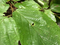 Hormaphis hamamelidis