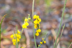 Acacia spinescens
