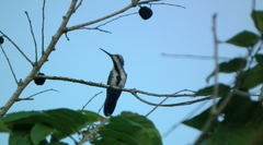 Anthracothorax nigricollis