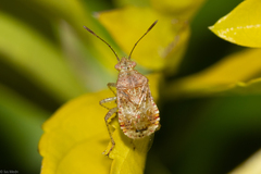 Heteroptera