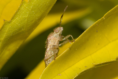 Heteroptera