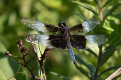 Libellula luctuosa
