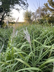 Miscanthus