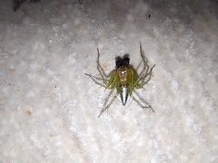 Oxyopes salticus