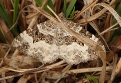 Epirrhoe alternata