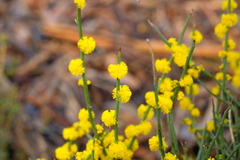 Acacia spinescens