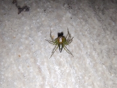 Oxyopes salticus