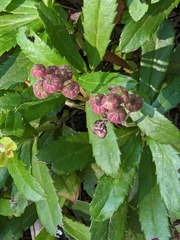 Chimaphila umbellata