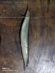 Macrognathus aculeatus