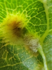 Eriophyes tiliae