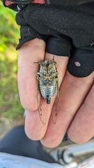 Neotibicen canicularis