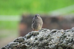 Phoenicurus ochruros gibraltariensis